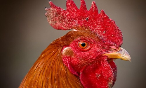 牛奶蒸鸡蛋羹的营养损失是多少-牛奶蒸鸡蛋羹的营养损失网—知名的牛奶蒸鸡蛋羹的营养损失有多大网站,分享牛奶蒸鸡蛋羹要蒸多久才熟知识